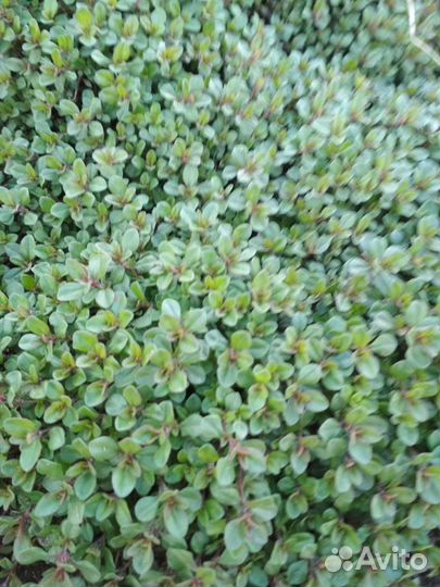 Тимьян (чабрец)