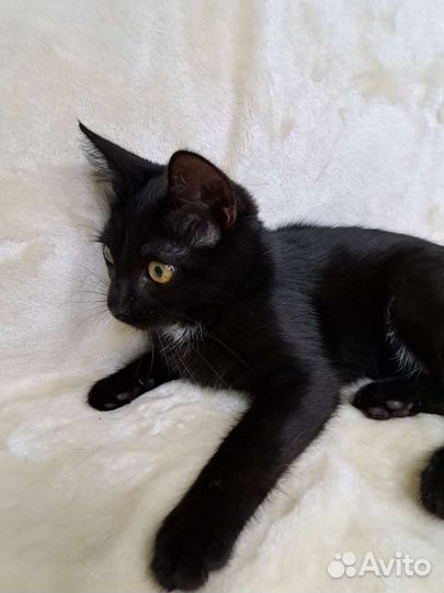 Котёнок Чарли