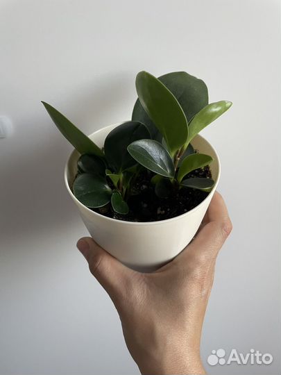 Пеперомия, плектрантус