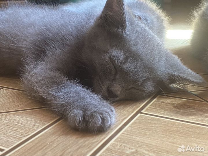 Котята серые метисы