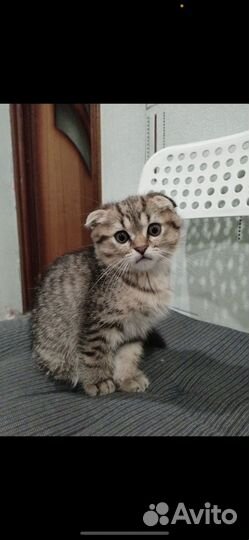 Британский котенок