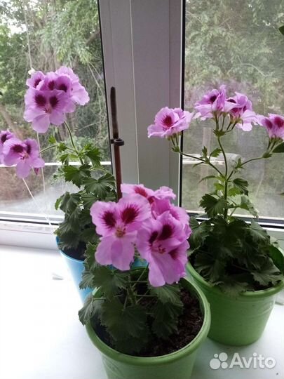 Пеларгония герань