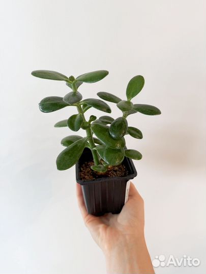 Крассула (денежное дерево)