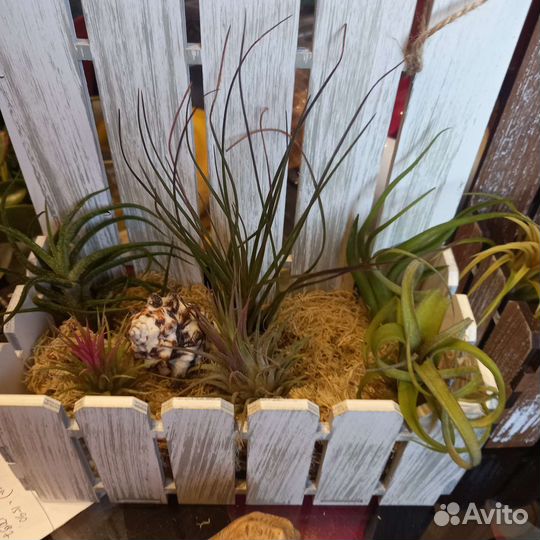 Тилландсия атмосферная