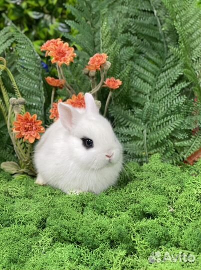 Хотот из Царского Кролика