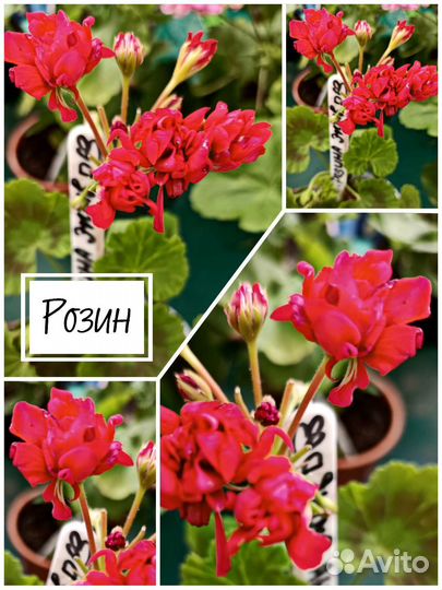 Пеларгония герань селекция