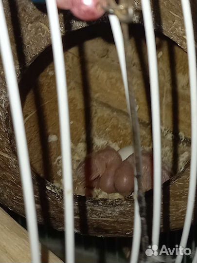 Домашние птенцы волнистый попугай