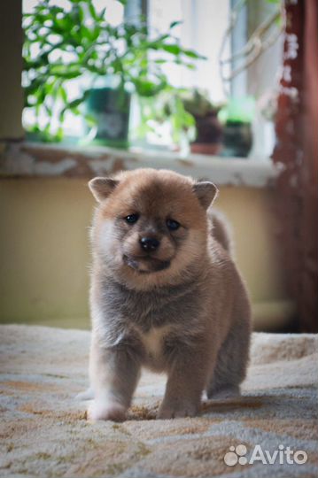 Щенки сиба ину