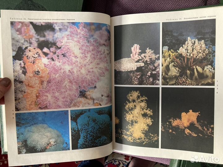 Мир животных энциклопедия