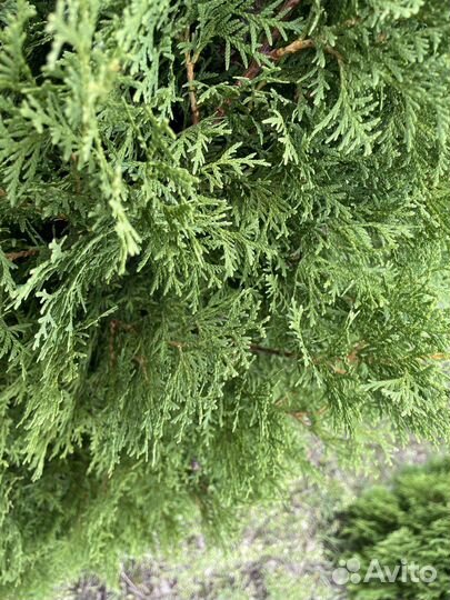Саженцы Туи Смарагд 1,6-1,7м, (туя экстра класс)