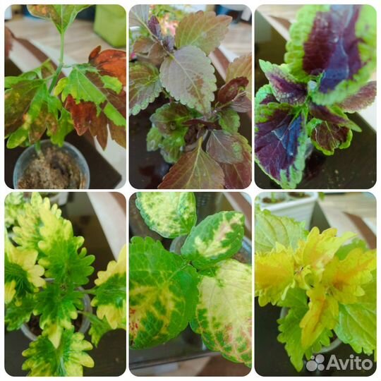 Наборы колеусов