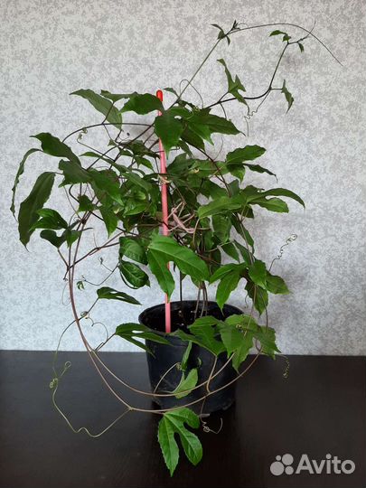 Пассифлора (маракуйя)