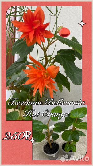 Комнатные цветы