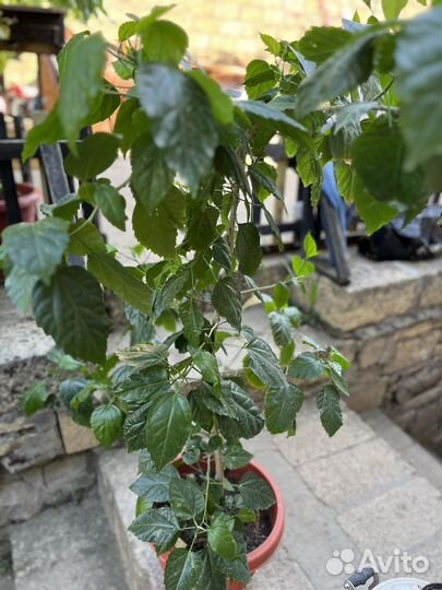 Гибискус китайская роза