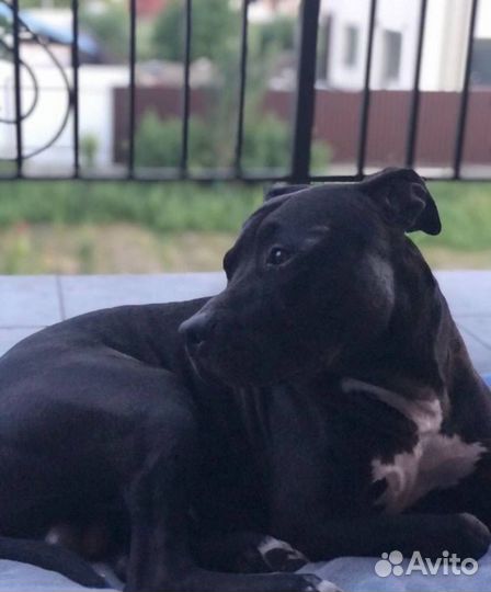 Щенки питбуля