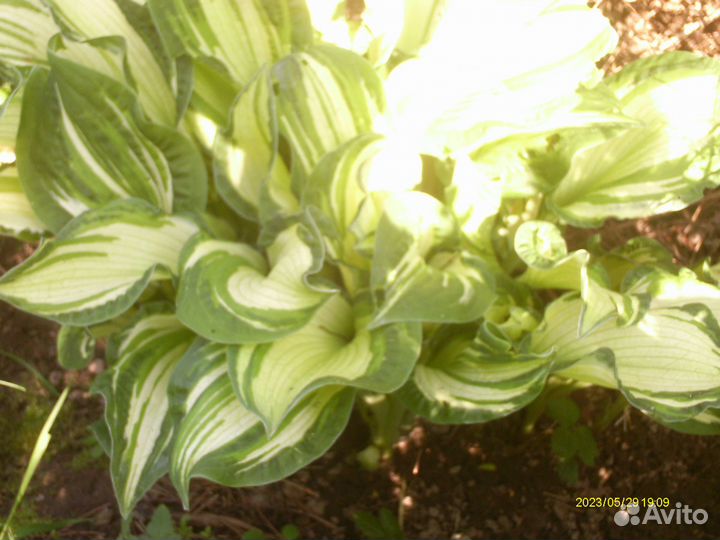 3 вида хост, ирис сибирс., аконит, астра, пион роз