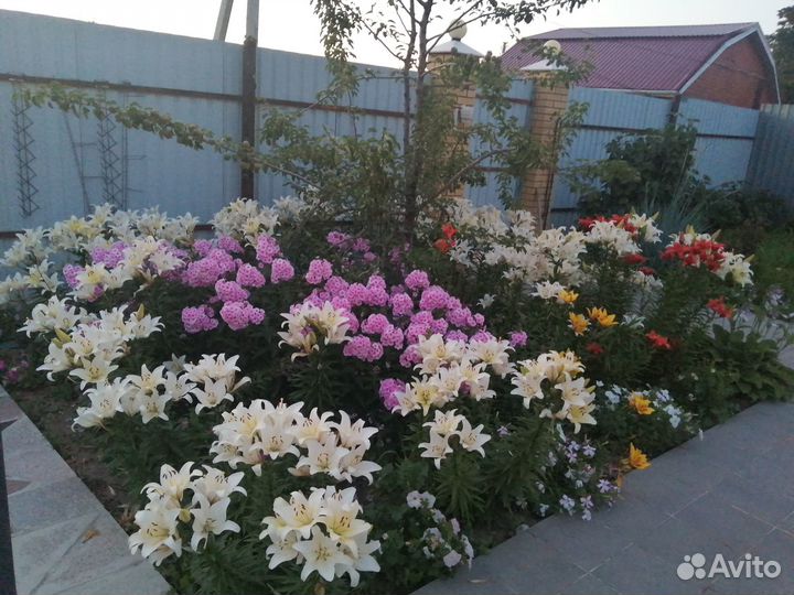 Лилии сортовые белые луковицы, хосты, ирис