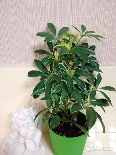 Комнатные растения