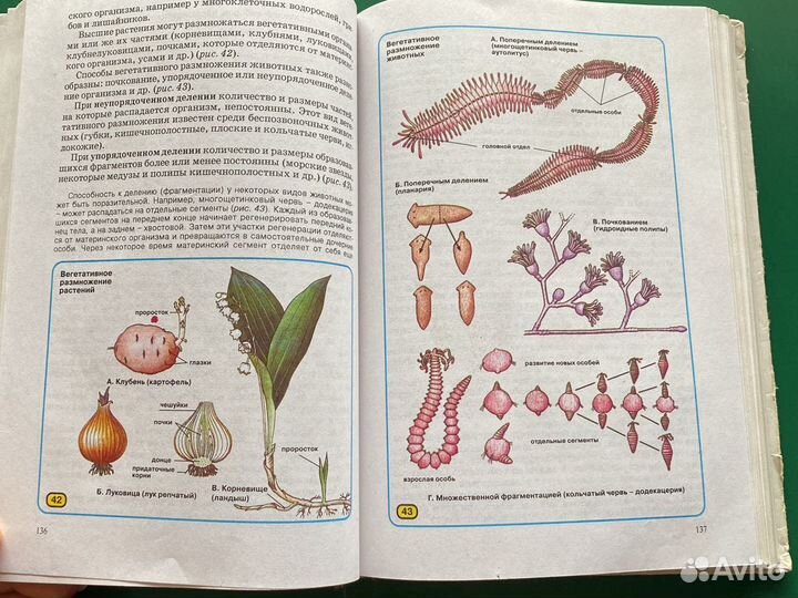 Общая Биология 10-11 класс