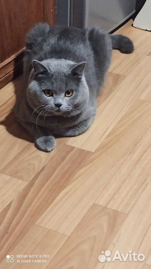 Щотланский прямоухий кот родословный- вязка