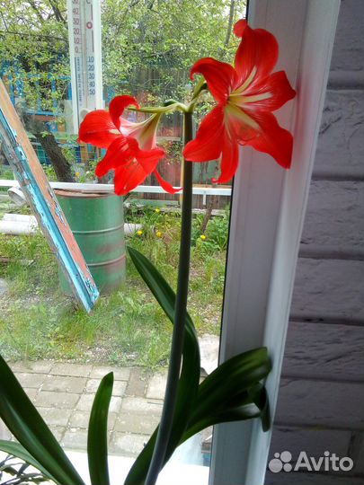 Глоксиния и другие комнатные цветы