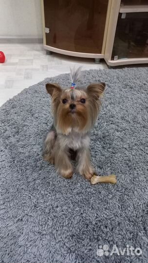 Йоркширский терьер