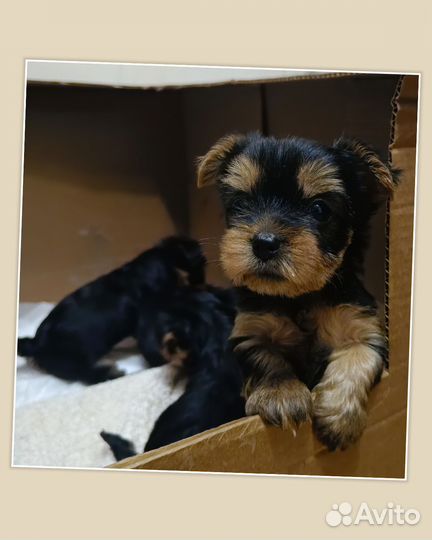 Йоркширский терьер щенки