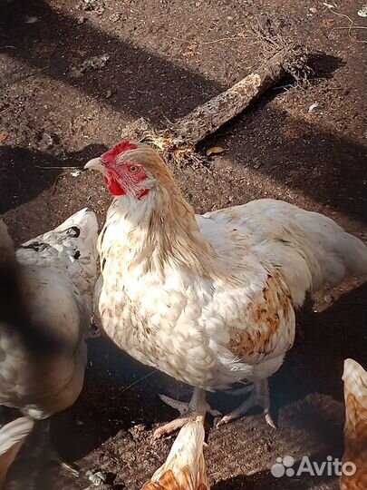 Молодые петушки