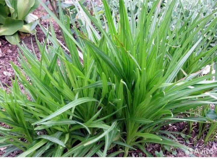 Лиатрис семена, саженцы семена цветов, многолет