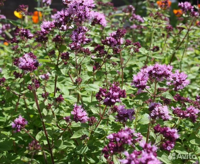 Рассада пряных трав