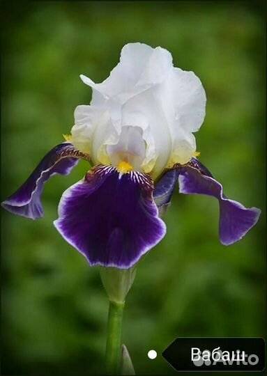 Ирисы бородатые