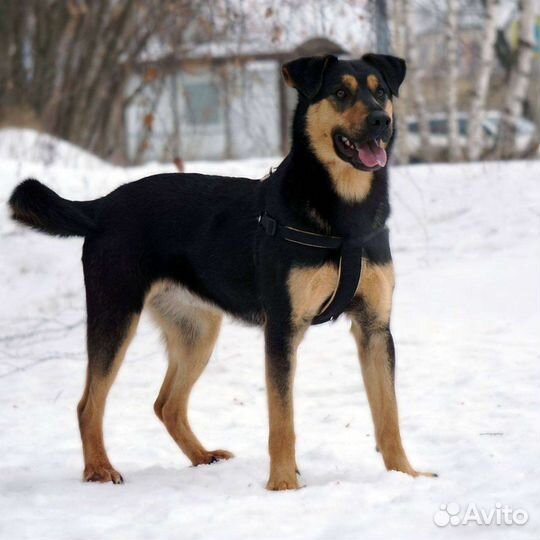 Собака Джек в добрые руки