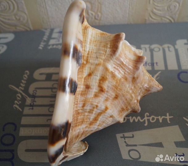 Зубатка морская ракушка раковина
