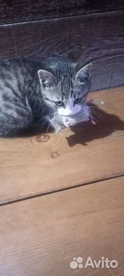 Кошка мышиловка