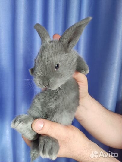 Кролики мясных пород- Венский, Новозеландский