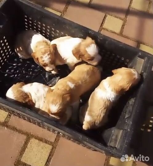 Щенки бретонский эпаньоль