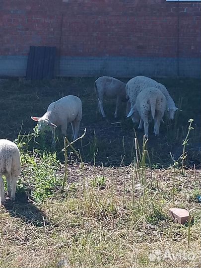 Овцы бараны, ярки, ягнята тексель, рамона