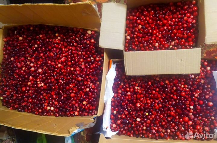 Клюква и брустника