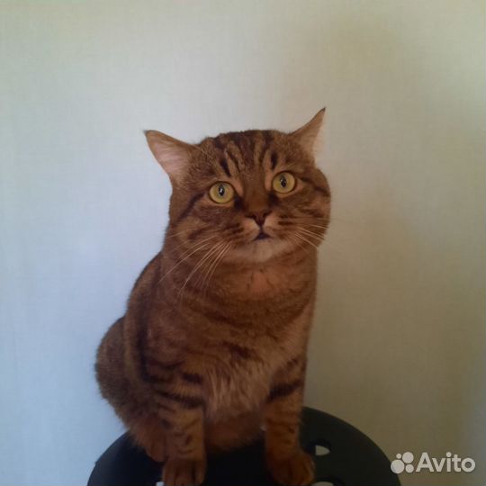 Отдаю котика в добрые руки