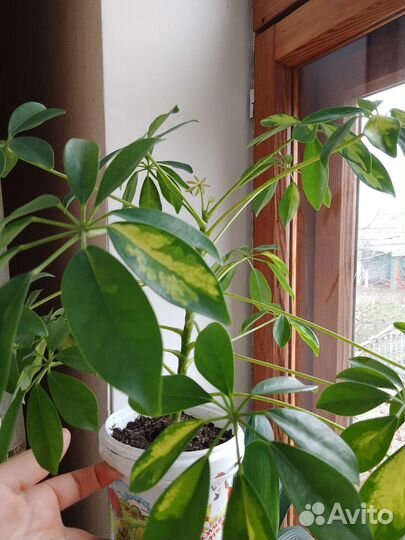 Шефлера Герда