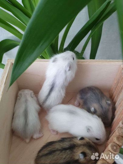 Джунгарские хомячки всех окрасов