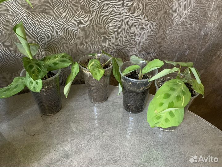 Комнатные растения цветы