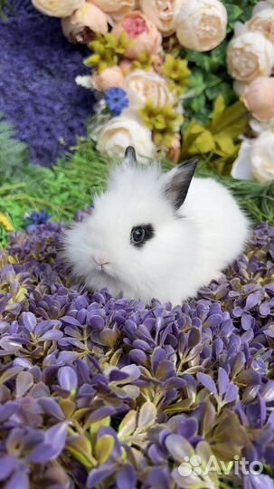 Кролик Львиноголовый карликовый