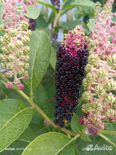 Фитолакка (лаконос)