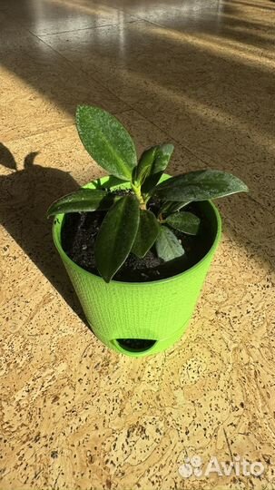 Фикус жакуинифолия