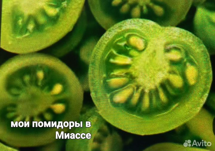 Рассада помидоров томатов