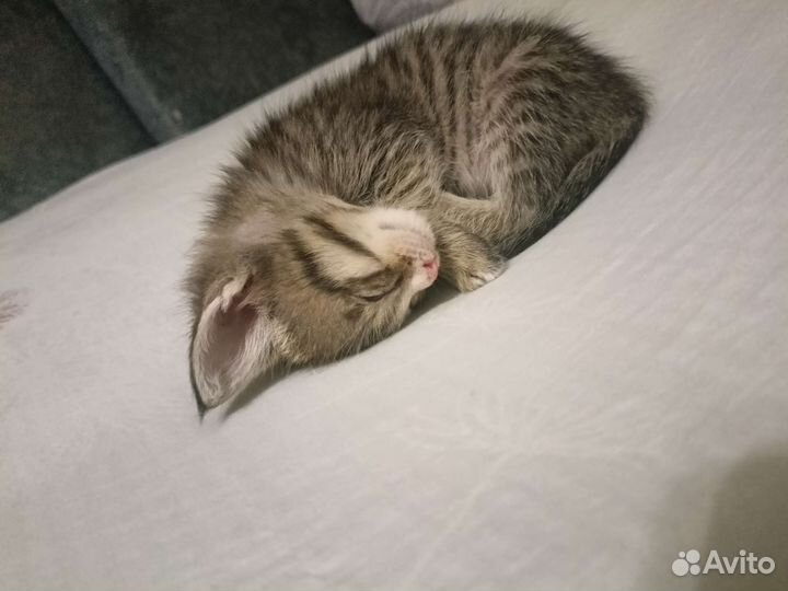 Кошка в дар бесплатно