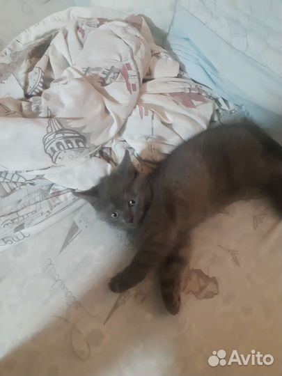 Котенок в дар бесплатно