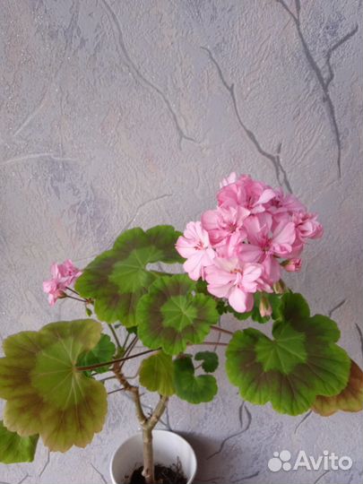 Пеларгония 1