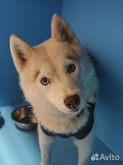 Белая голубоглазая хаски в добрые руки